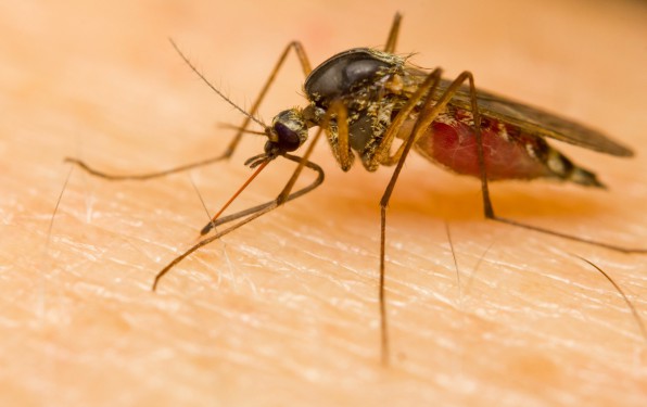 Des moustiques gntiquement modifis contre le paludisme