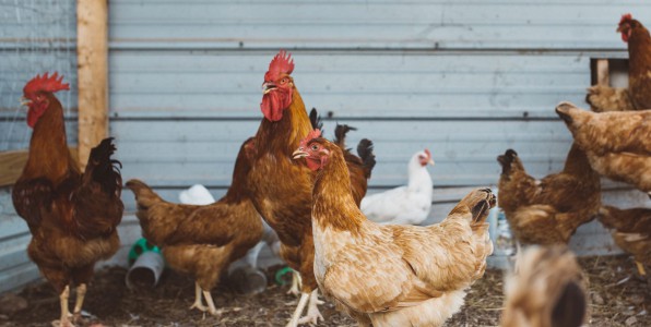 Les levages de volailles sont particulirement touchs par la grippe aviaire