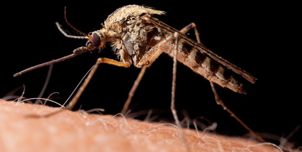 virus Zika fivre du Zika moustique Brsil Dengue Chikungunya Aedes albopicutus moustique Tigre