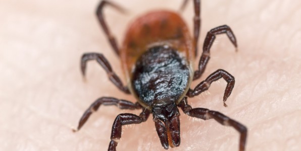 La tique est le principal vecteur de la maladie de Lyme