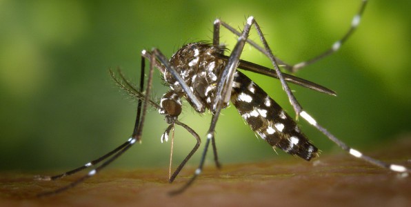 Le virus du Zika, transmis principalement par le moustique tigre favoriserait l’apparition du syndrome de Guillain-Barr, une affection neurologique pouvant tre grave.