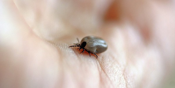 La tique est l'agent de transmission de la borrliose de Lyme