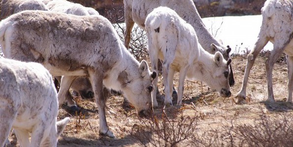 L'Anthrax aurait d'abord contamin les rennes puis serait transmis  l'homme notamment par la consommation de viande.