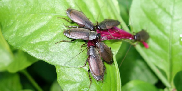 photo de diploptera punctata.  Scott Nelson / Source : www.flickr.com / Copyright CC : https://creativecommons.org/licenses/by-nc-sa/2.0/