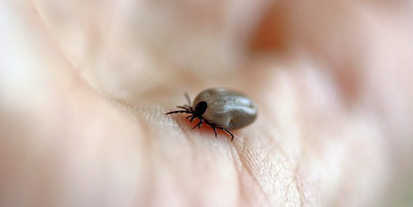 La tique est un vecteur de la maladie de Lyme