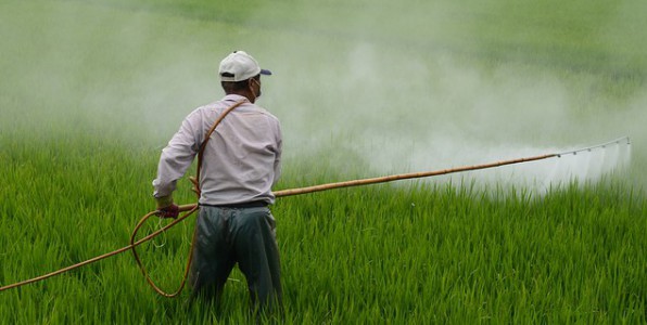 L'atrazine est un herbicide dangereux pour la sant.