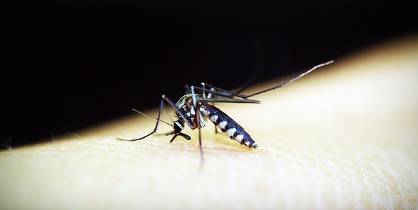 La dengue se transmet par piqre de moustique.