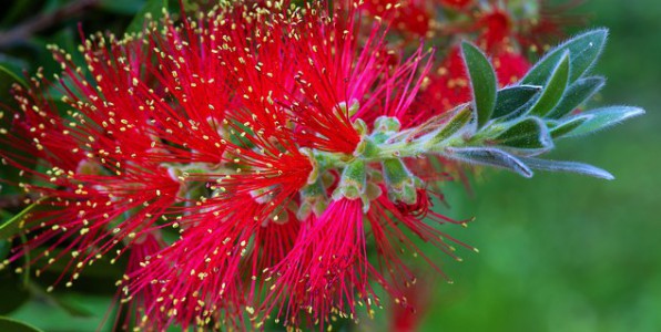 Le pollen est responsable de certaines allergies