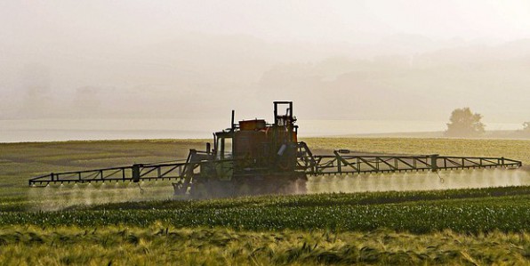 Les herbicides contenant du glyphosate sont accuss d'tre dangereux pour la sant.