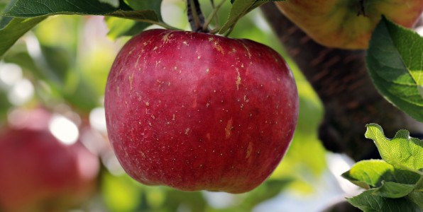 De bonnes bactries dans les pommes.