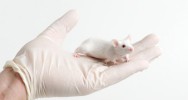 souris tests molculaires essais cliniques ALS SLA lithium tests sur les animaux 