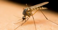 virus fivre Zika pidmie moustique Martinique Guyane Brsil