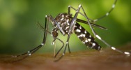 virus zika moustique affection neurologique syndrome deGuillain-Barr