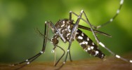 zika moustique pidmie microcphalie moustique tigre Aedes virus