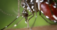 pidmie virus fivre jaune Zika Brsil Rio vaccination moustique tigre 